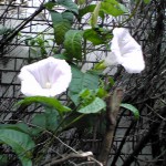 20100625054834.jpg